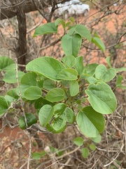 Tinospora tenera