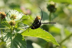 Lissonotus flavocinctus puncticollis