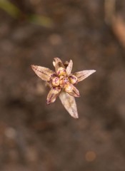 Aphyllorchis montana