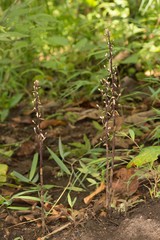 Aphyllorchis montana