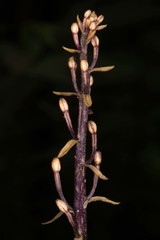 Aphyllorchis montana