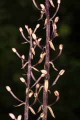 Aphyllorchis montana