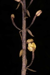 Aphyllorchis montana