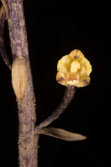 Aphyllorchis montana