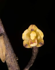 Aphyllorchis montana