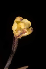 Aphyllorchis montana