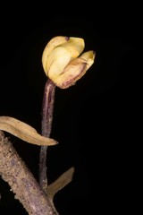 Aphyllorchis montana