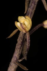 Aphyllorchis montana