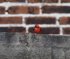 Pyrocephalus rubinus