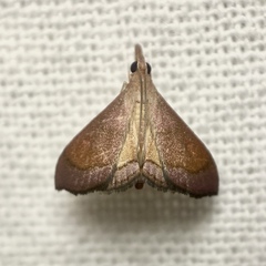 Hydrorybina polusalis
