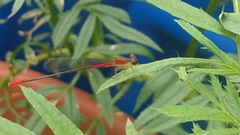 Telebasis collopistes