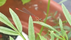 Telebasis collopistes