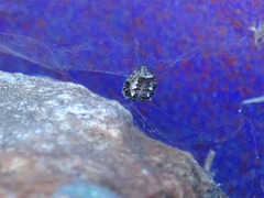 Cyrtophora citricola