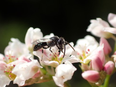 Hylaeus hyalinatus