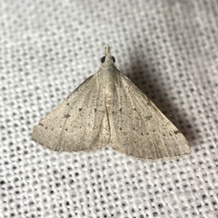 Dichromodes usurpatrix