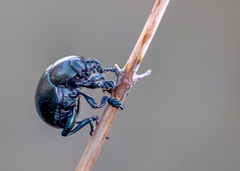 Timarcha goettingensis