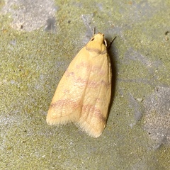 Heteroteucha anthodora