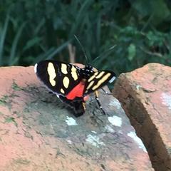 Heraclia africana