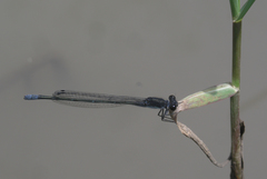 Pseudagrion commoniae