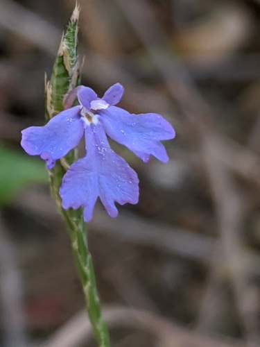 purple scalystem