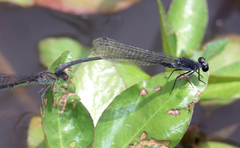 Pseudagrion commoniae