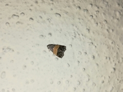Tripudia balteata