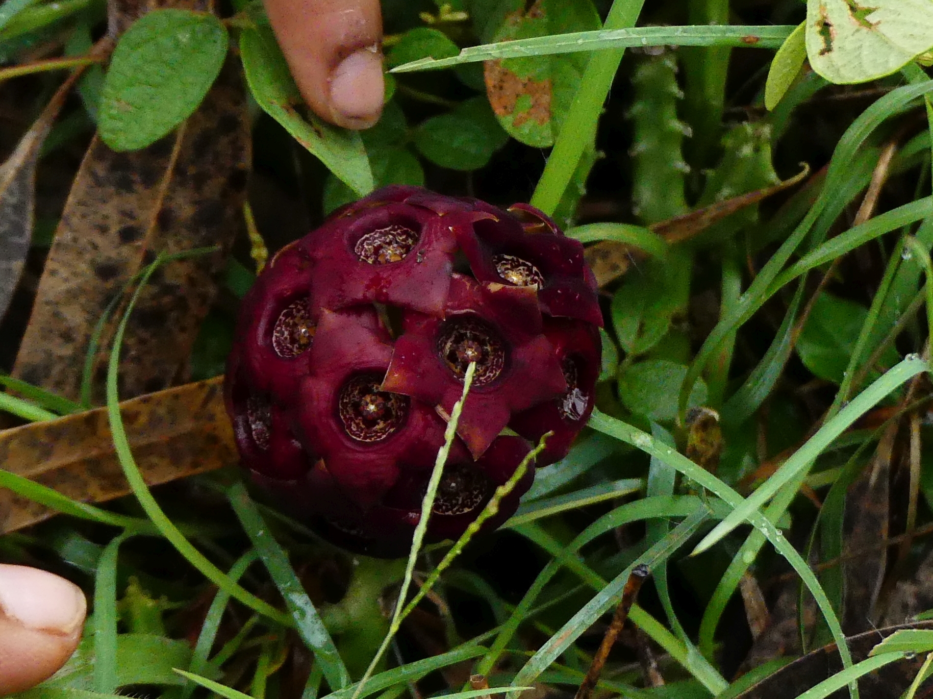 Hutchinia indica Wight & Arn. 2