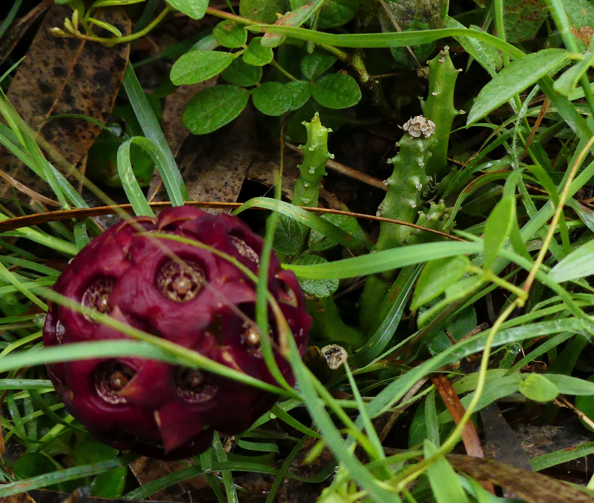 Hutchinia indica Wight & Arn. 3