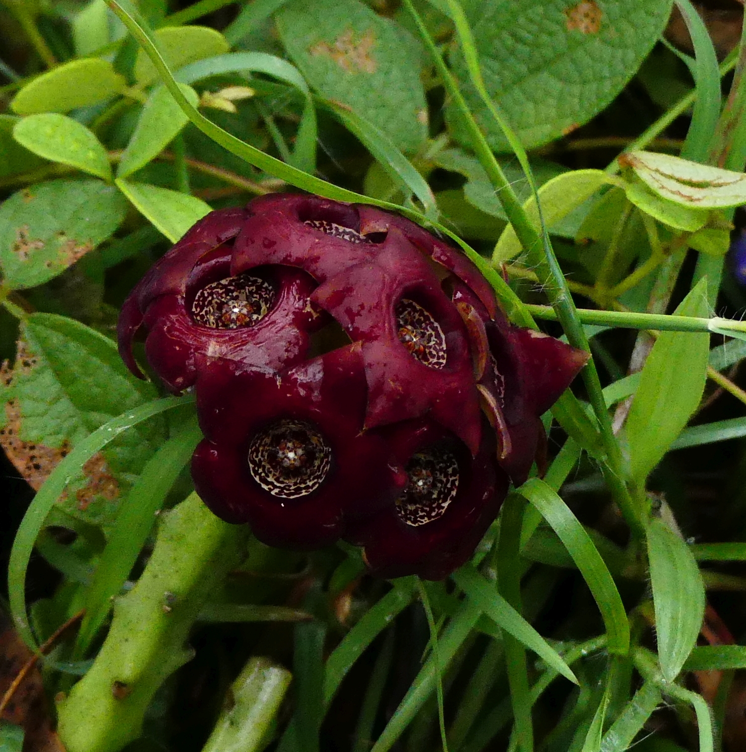 Hutchinia indica Wight & Arn.