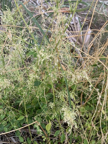 Juba's Bush
