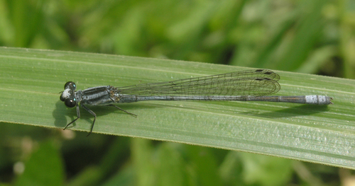Powder-faced Sprite