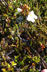 Euphrasia cuneata