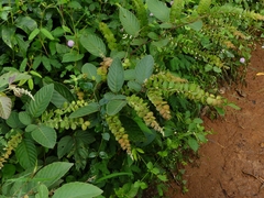 Phyllodium pulchellum