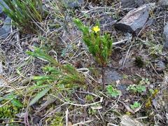 Hypericum selaginella