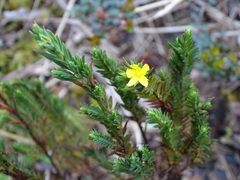 Hypericum selaginella