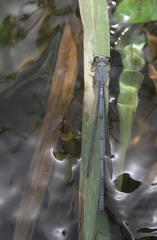 Pseudagrion spernatum