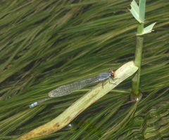 Pseudagrion sublacteum