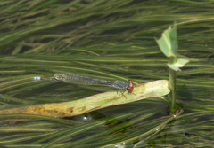 Pseudagrion sublacteum