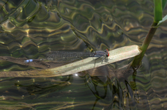 Pseudagrion sublacteum