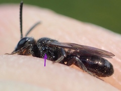 Sphecodes niger