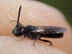 Sphecodes niger
