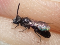 Sphecodes niger