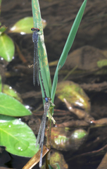 Pseudagrion sublacteum