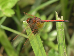 Trithemis arteriosa