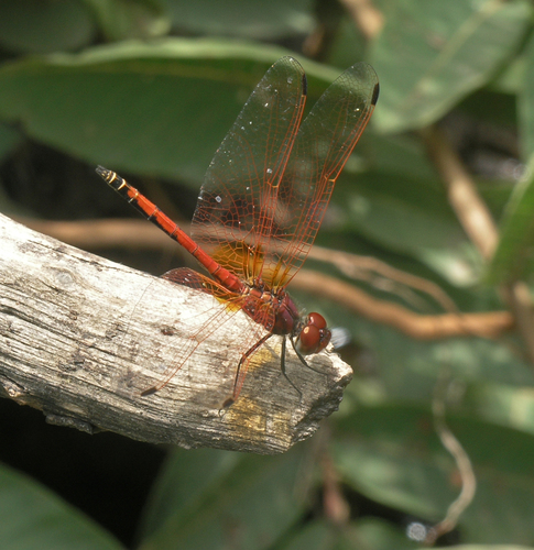 Red-veined Dropwing