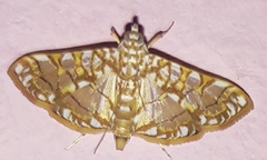 Lepidoptera