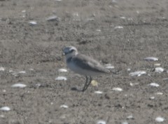 Charadrius alexandrinus