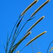 Napier Grass - Photo (c) 葉子, some rights reserved (CC BY-NC-ND), uploaded by 葉子