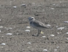 Charadrius alexandrinus