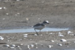 Charadrius alexandrinus